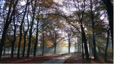 Gran Fondo Veluwe 2025
