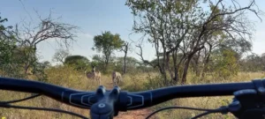 The Baobab Bush Lodge, Zuid-Afrika safari, luxe safari lodge, Kruger National Park, Big 5 safari, Hoedspruit, Afrikaanse wildernis, wildlife lodge, safari ervaringen, giraffen bij zwembad, Quad Bike Safari, Mountainbike Safari, Bush Lunch, Braai, Pizza Experience, safari suites, romantische safari, gezinsvakantie Zuid-Afrika, natuurbeleving, avontuurlijke vakantie