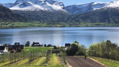 Nordfjord Distillery field